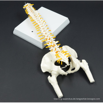 Niedrige Kosten mit Schwanzwirbel Lumbal Spine Model